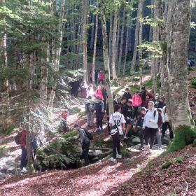 Convivencia en el bosque de las hayas