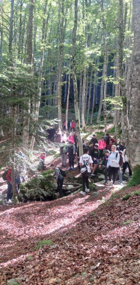 Convivencia en el bosque de las hayas
